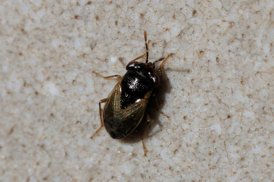 Lygaeidae: Geocoris megacephalus dell''Emila (BO)