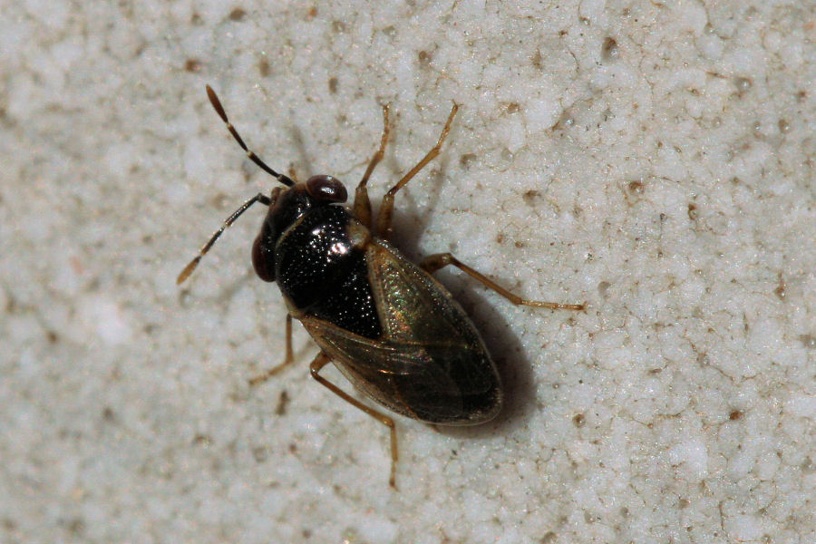 Lygaeidae: Geocoris megacephalus dell''Emila (BO)