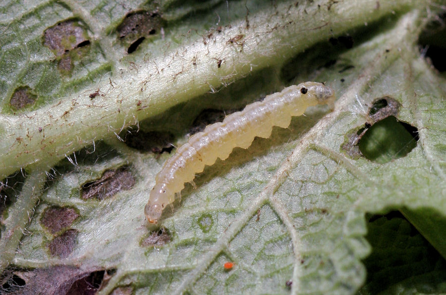 Larva 