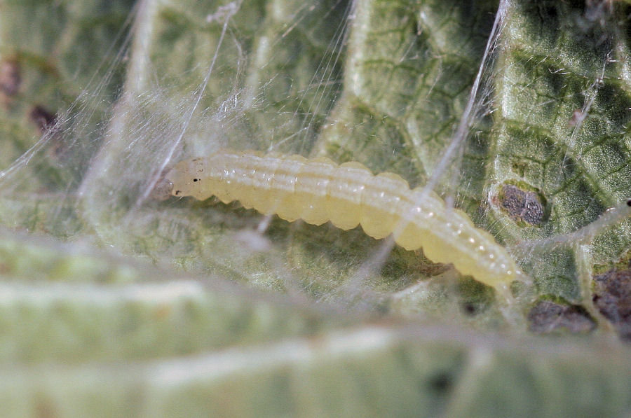 Larva 