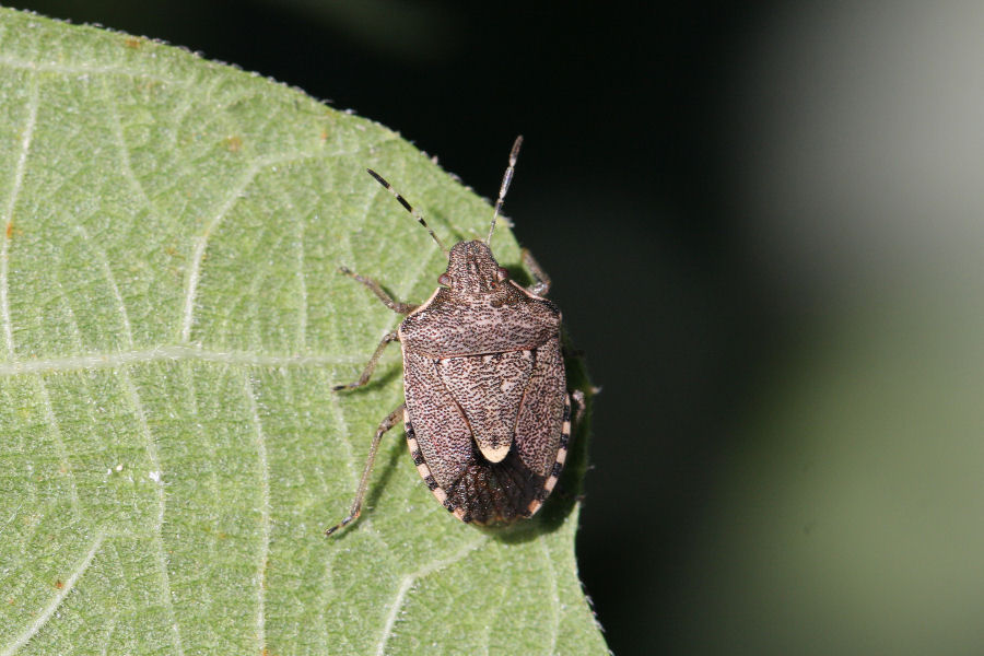 Pentatomidae: Holcostethus albipes?