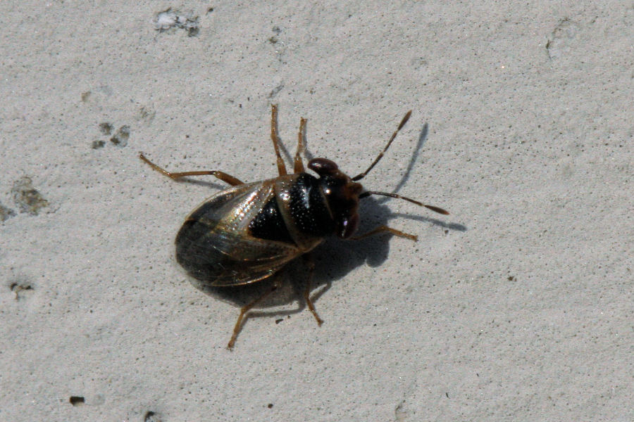 Lygaeidae: Geocoris megacephalus dell''Emila (BO)