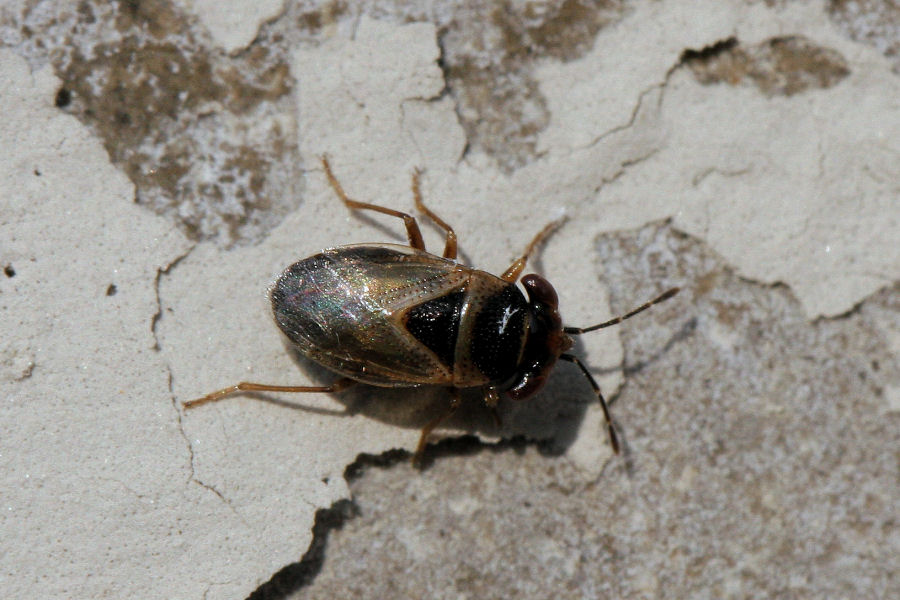 Lygaeidae: Geocoris megacephalus dell''Emila (BO)