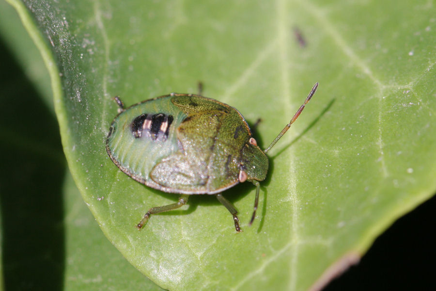 Pentatomidae: Piezodorus lituratus (ninfa) dell''Emilia (BO)