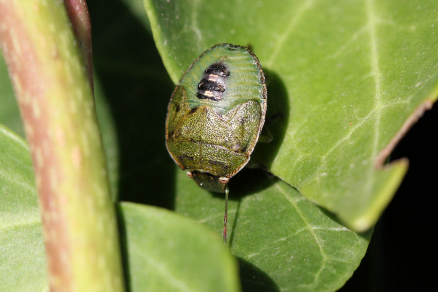 Pentatomidae: Piezodorus lituratus (ninfa) dell''Emilia (BO)