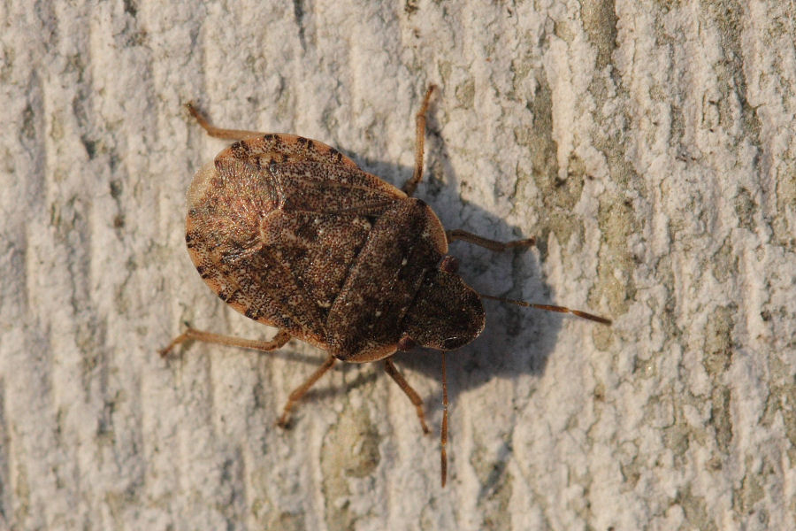 Pentatomide: Sciocoris maculatus dell''Emilia (BO)