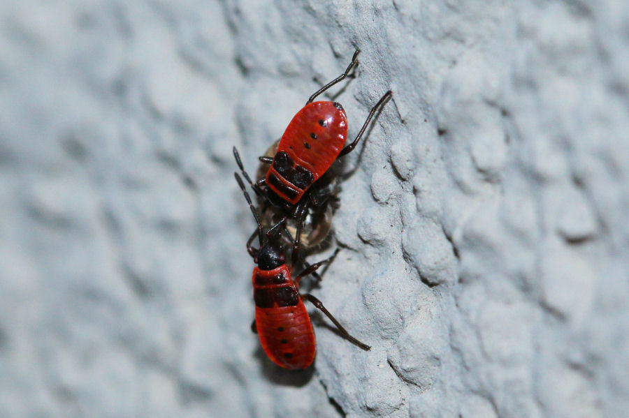 Pyrrhocoridae: ninfe di Pyrrhocoris apterus pasteggiano con bruco