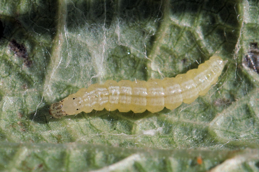 Larva 