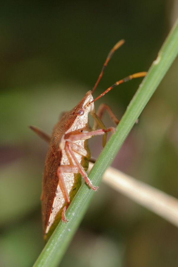 Pentatomidae Asopinae: Arma custos  - Castelmaggiore (BO)