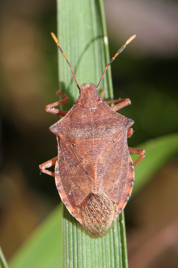 Pentatomidae Asopinae: Arma custos  - Castelmaggiore (BO)