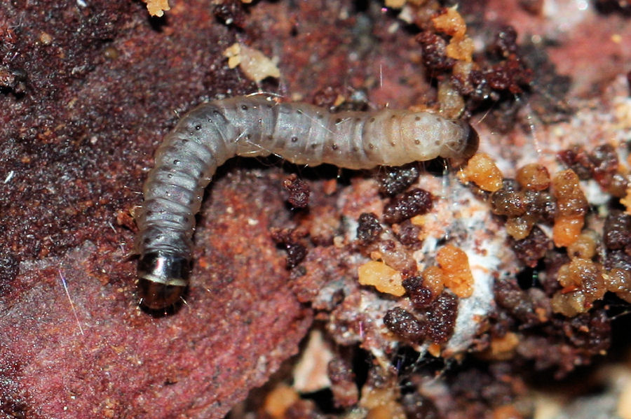 Larva di coleottero?