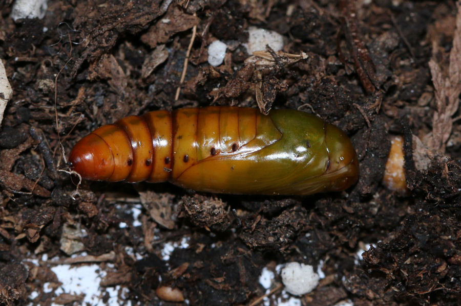 Bruco nella pesca - Helicoverpa armigera