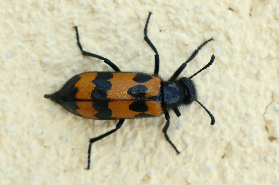 Meloidae: Mylabris variabilis? S.