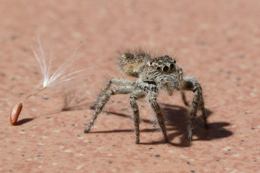 Philaeus chrysops - Castel Maggiore (BO)