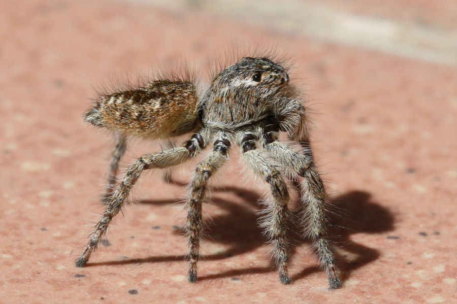 Philaeus chrysops - Castel Maggiore (BO)