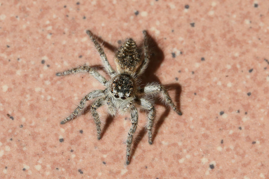 Philaeus chrysops - Castel Maggiore (BO)