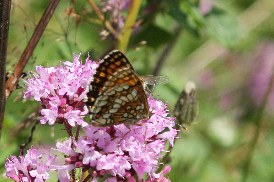 Melitaea sp. da identificare - M.athalia