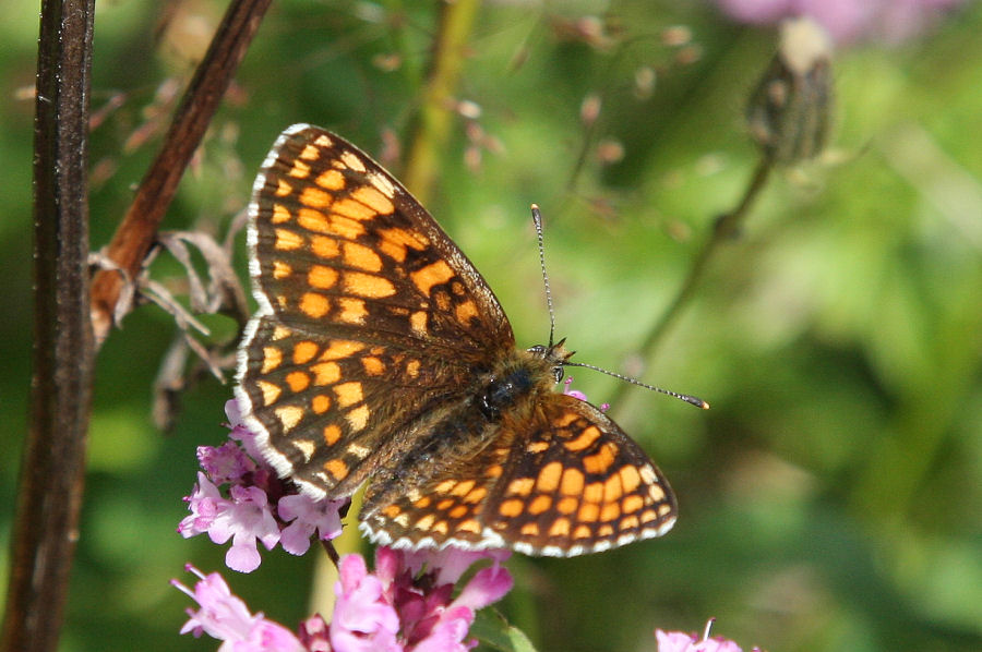 Melitaea sp. da identificare - M.athalia