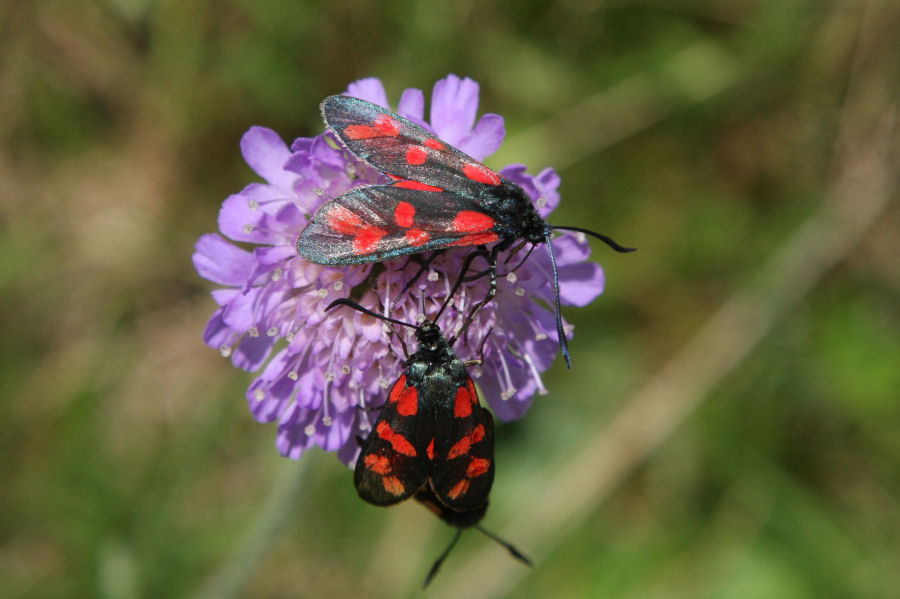 Zygaena filipendulae? S