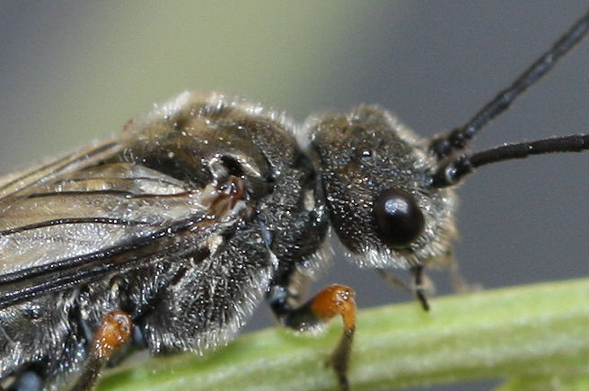 Tenthredinidae: Dolerus puncticollis?