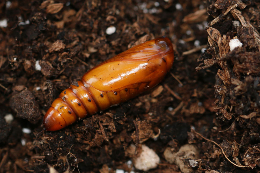 Bruco nella pesca - Helicoverpa armigera