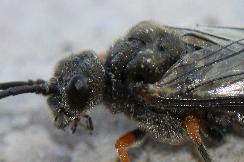 Tenthredinidae: Dolerus puncticollis?