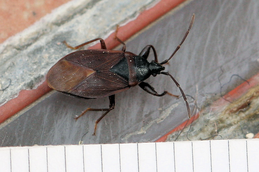 Lygaeidae: Gastrodes grossipes dell''Emilia (Bo)