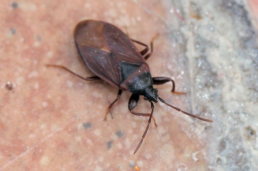 Lygaeidae: Gastrodes grossipes dell''Emilia (Bo)