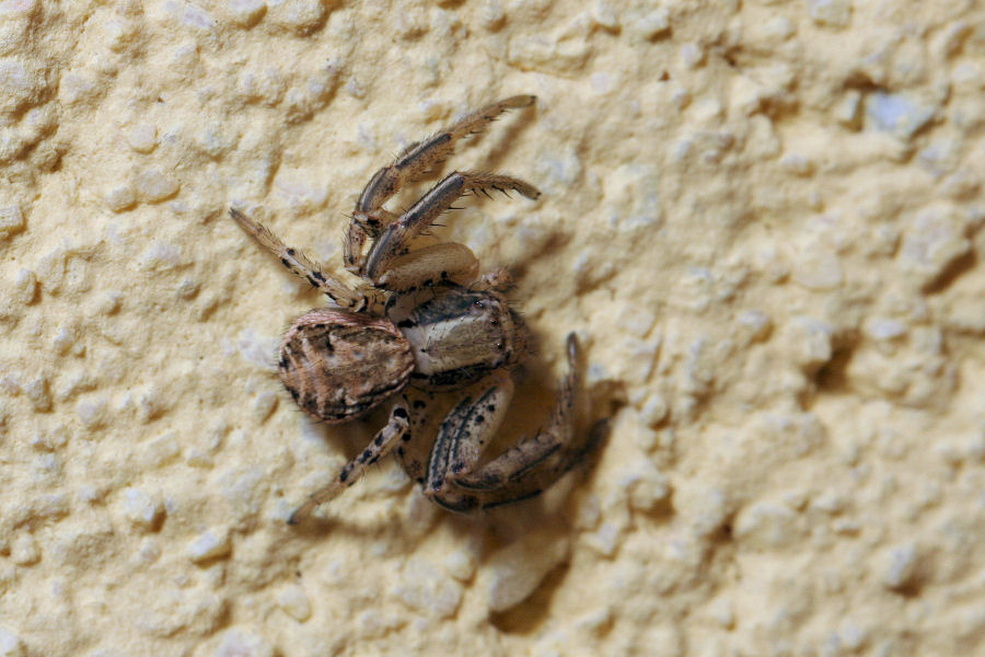 Xysticus sp. collaborativo - Castelmaggiore (BO)