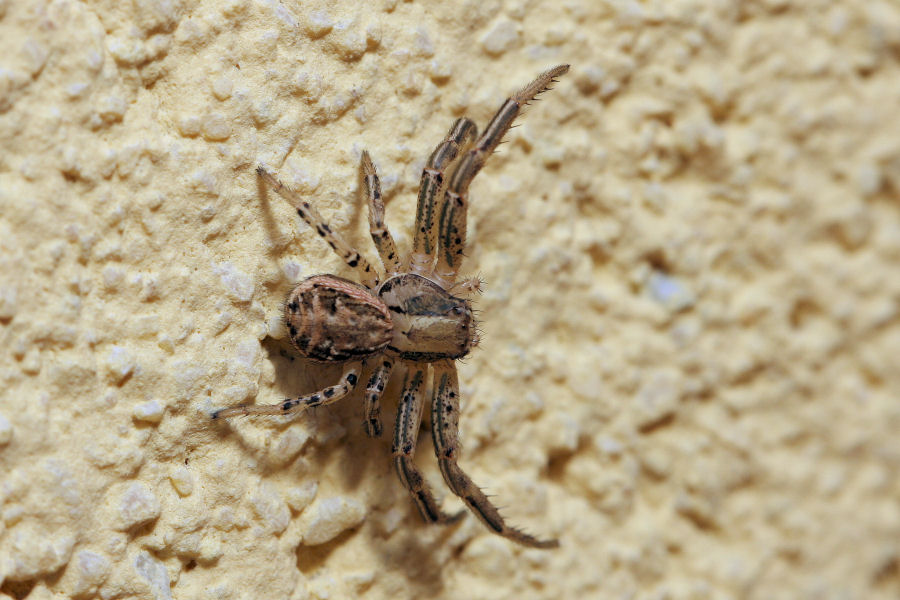 Xysticus sp. collaborativo - Castelmaggiore (BO)