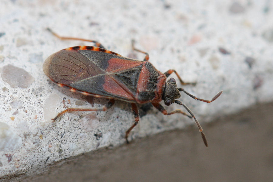 Lygaeidae: Arocatus longiceps, roeselii e melanocephalus