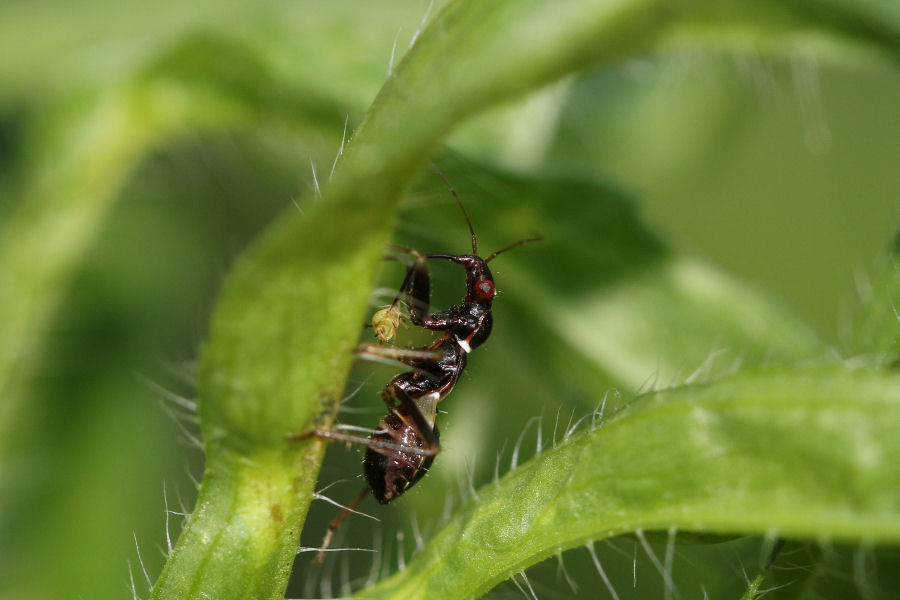 Nabidae: ninfa di Himacerus (Aptus) myrmicoides con preda