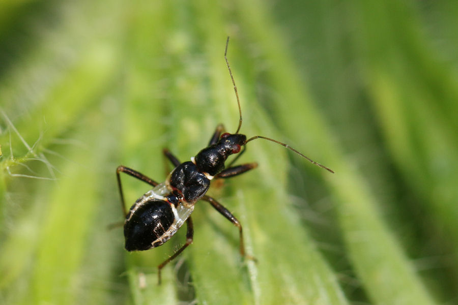 Nabidae: ninfa di Himacerus (Aptus) myrmicoides con preda