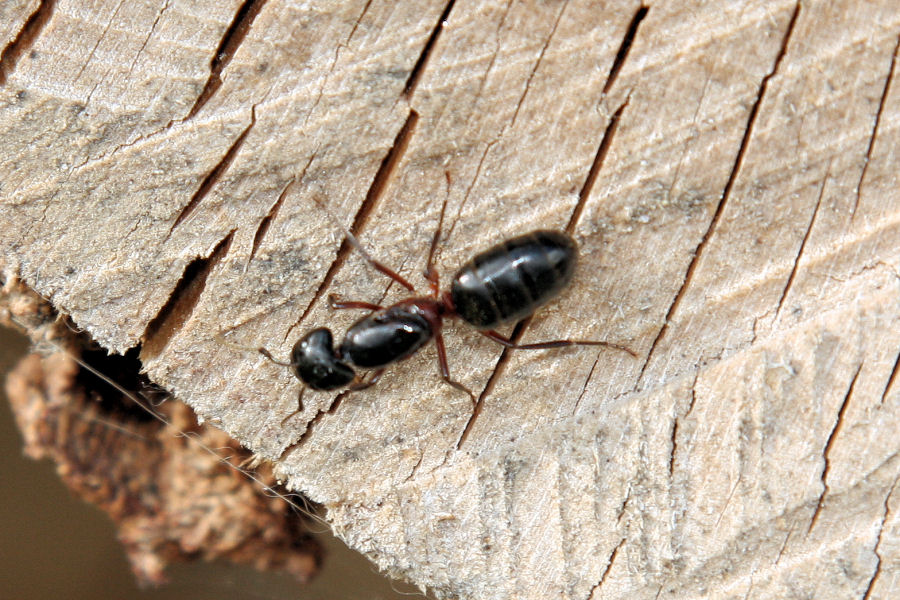 Regina di Camponotus herculeanus