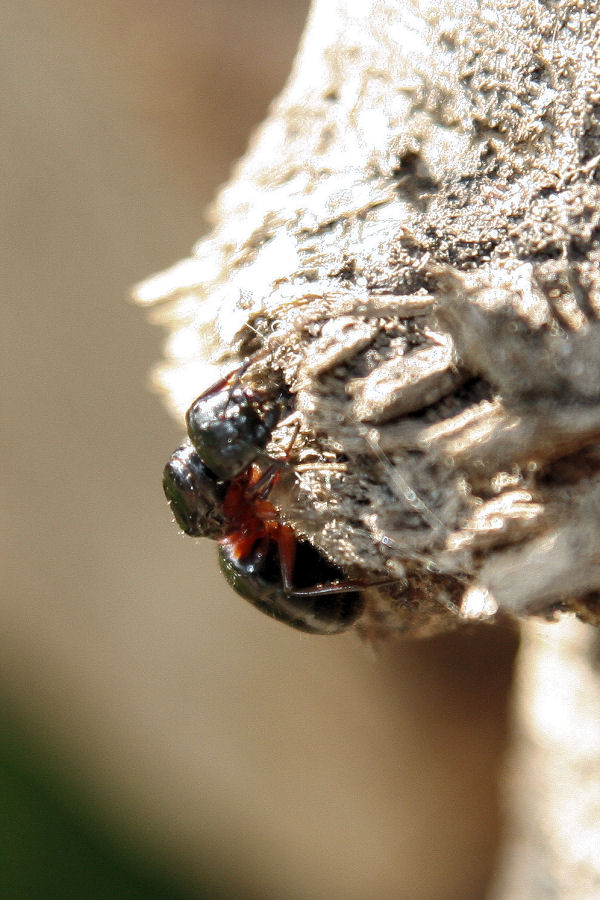 Regina di Camponotus herculeanus