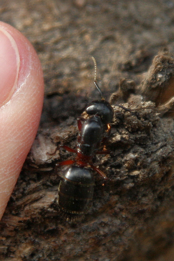 Regina di Camponotus herculeanus