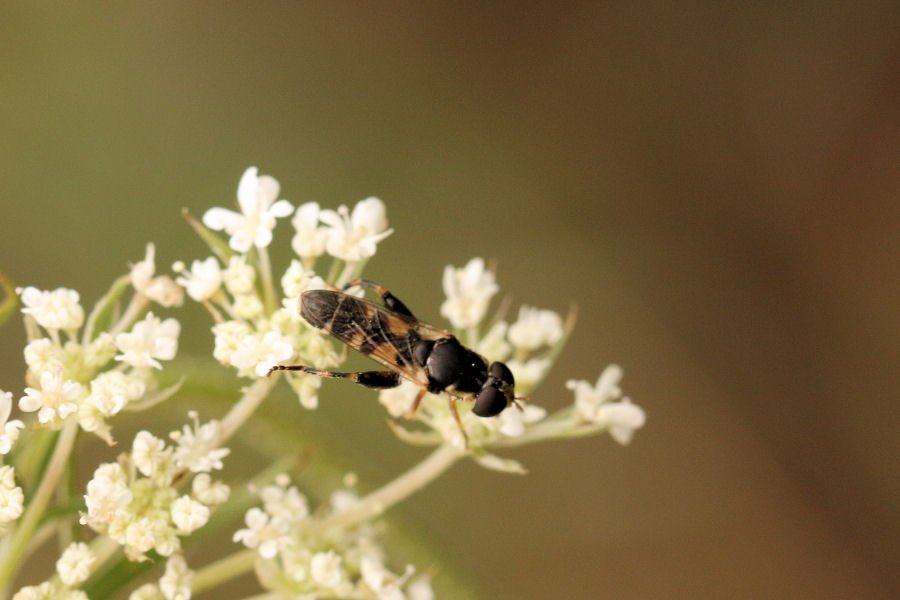 Syrphidae: Syritta pipiens? Si, femmina