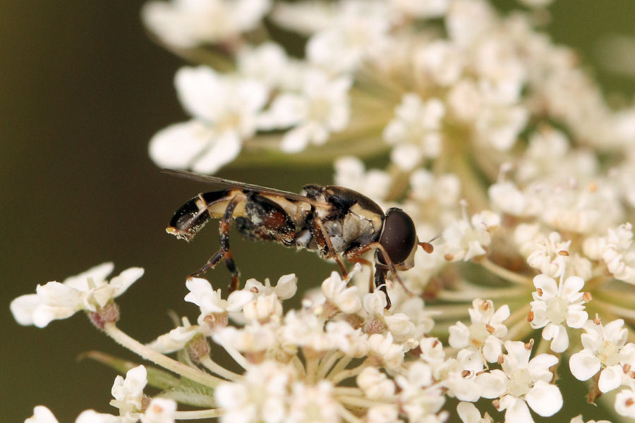 Syrphidae: Syritta pipiens? Si, femmina