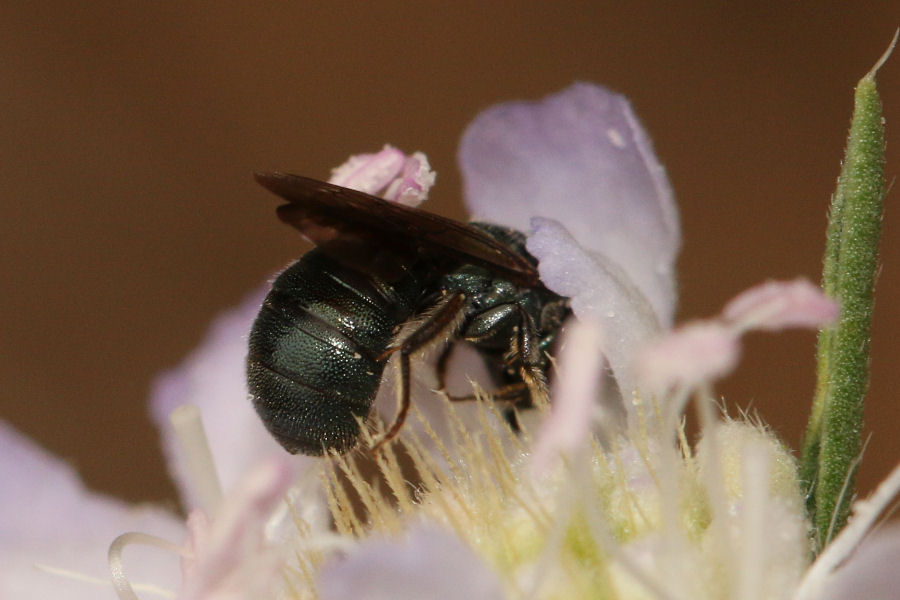 Ceratina sp.?  S, Ceratina (Euceratina) cfr. cyanea, femmina