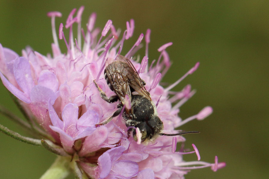 Quale ape? Apidae Megachilinae: cfr. Megachile sp., maschio