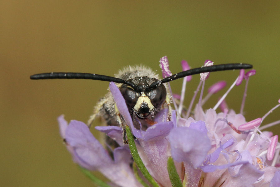 Scoliidae: Maschio di Colpa sexmaculata