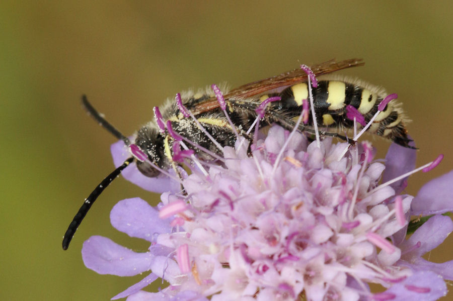 Scoliidae: Maschio di Colpa sexmaculata