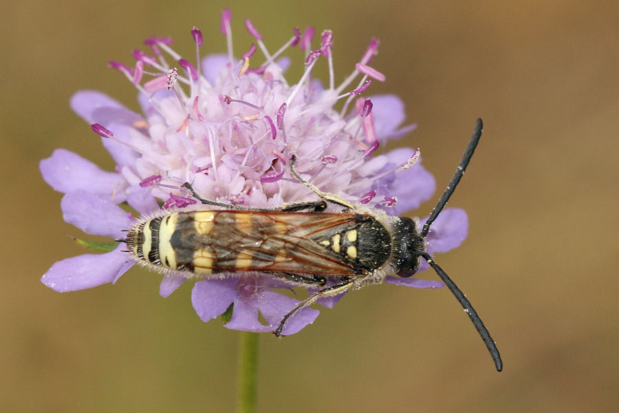 Scoliidae: Maschio di Colpa sexmaculata