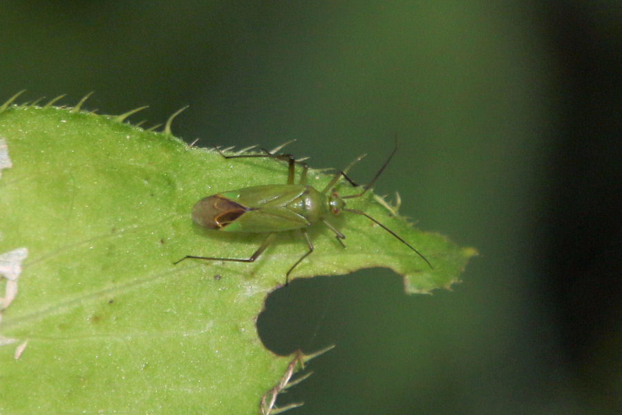 Miridae: Calocoris affinis