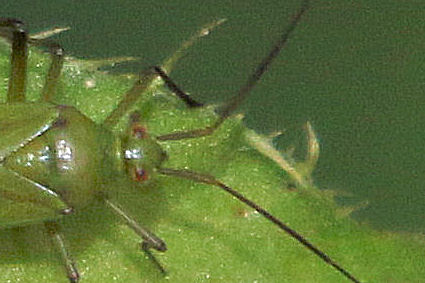 Miridae: Calocoris affinis