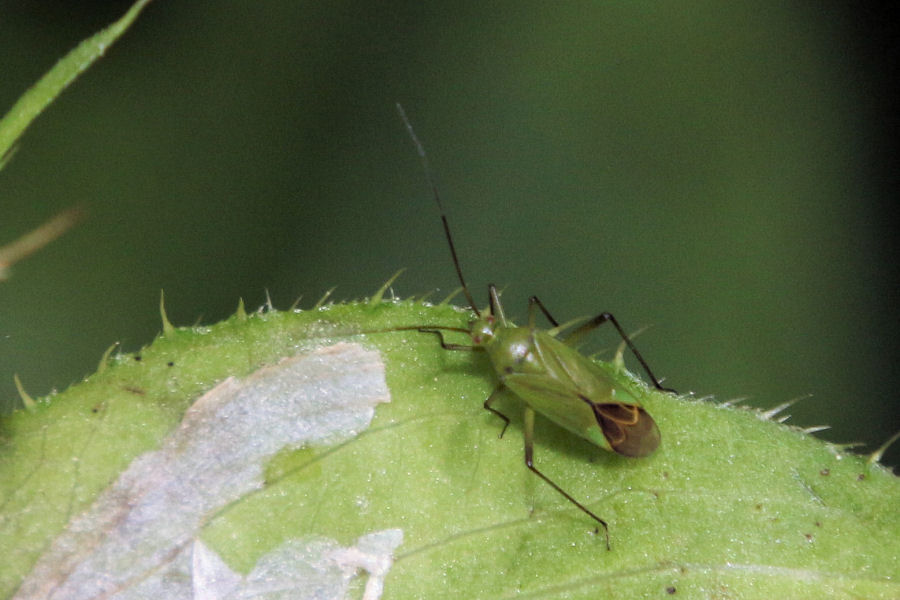 Miridae: Calocoris affinis