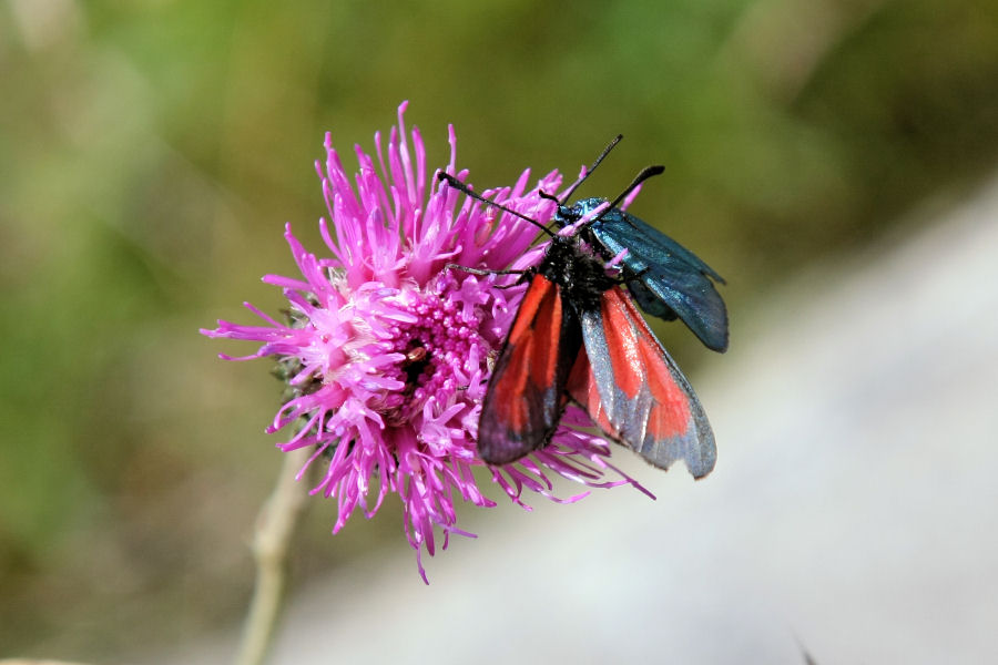 Adscita/Jordanita sp. e Zygaena (Mesembrynus) purpuralis