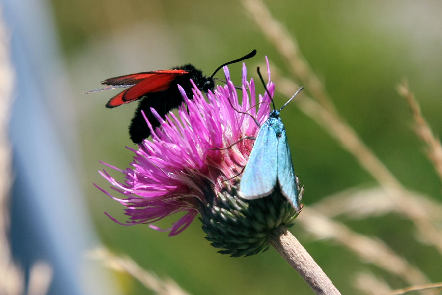 Adscita/Jordanita sp. e Zygaena (Mesembrynus) purpuralis