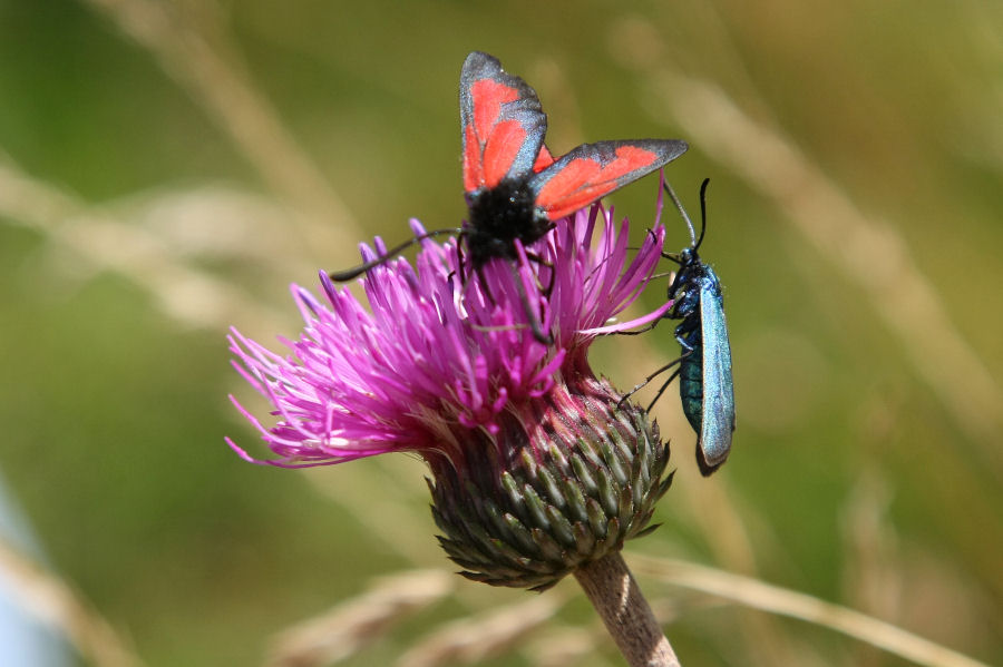 Adscita/Jordanita sp. e Zygaena (Mesembrynus) purpuralis