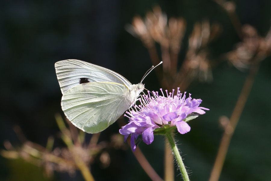 Pieris brassicae